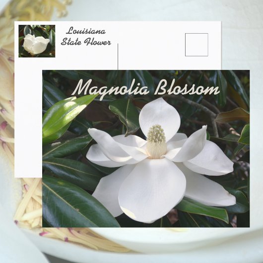 Louisiana State Flower White Magnolia Photographic Briefkaart