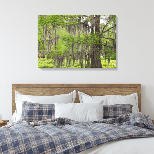 Louisiana Swamp Cypress Canvas Afdruk (Insitu (Slaapkamer))