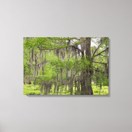Louisiana Swamp Cypress Canvas Afdruk