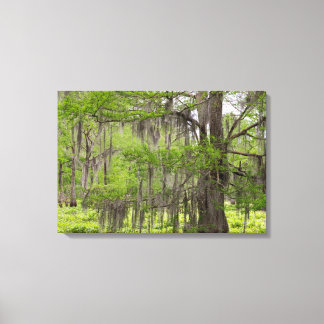 Louisiana Swamp Cypress Canvas Afdruk