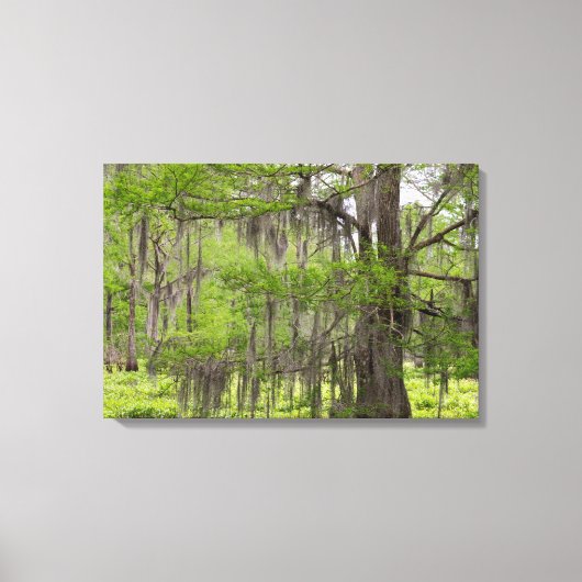 Louisiana Swamp Cypress Canvas Afdruk (Voorkant)