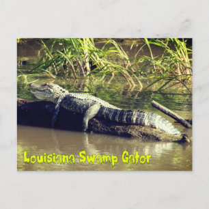 Louisiana Swamp Gator Briefkaart