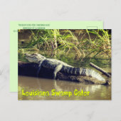 Louisiana Swamp Gator Briefkaart (Voorkant / Achterkant)