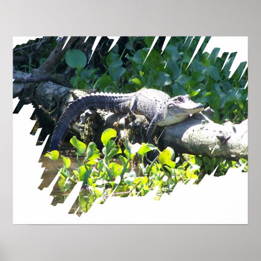 Louisiana Swamp Gator Hunter Poster (Voorkant)