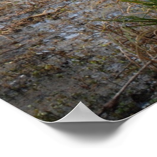 Louisiana Swamp poster (Hoek)