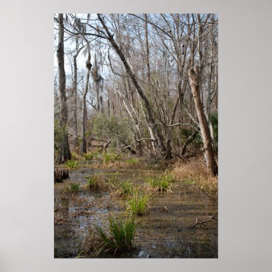 Louisiana Swamp poster (Voorkant)