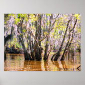 Louisiana Swamp Poster (Voorkant)
