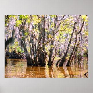 Louisiana Swamp Poster