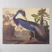 Louisiana Tricolored Heron Audubon  Art Poster (Voorkant)