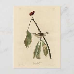 Louisiana Water Thrush, Amerikaanse vogels van Aud Briefkaart