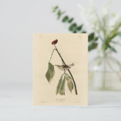 Louisiana Water Thrush, Amerikaanse vogels van Aud Briefkaart (Staand voorkant)