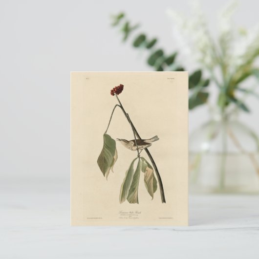 Louisiana Water Thrush, Amerikaanse vogels van Aud Briefkaart (Staand voorkant)