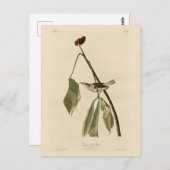 Louisiana Water Thrush, Amerikaanse vogels van Aud Briefkaart (Voorkant / Achterkant)