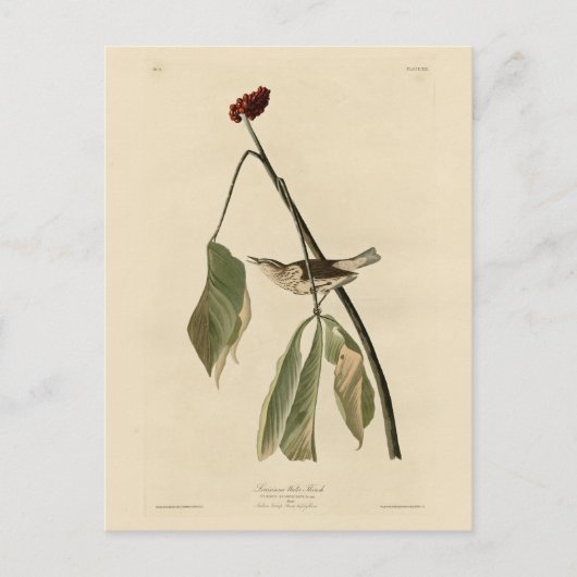 Louisiana Water Thrush, Amerikaanse vogels van Aud Briefkaart (Voorkant)