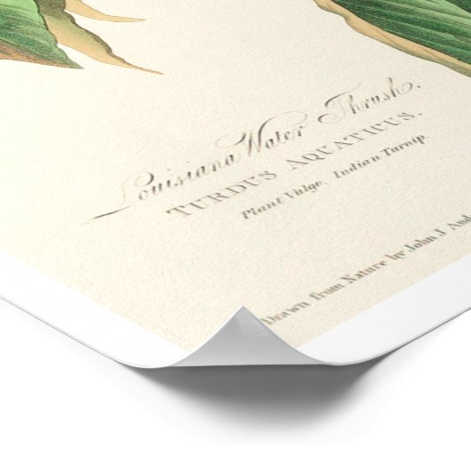 Louisiana Water Thrush van het Poster van Audubon (Hoek)