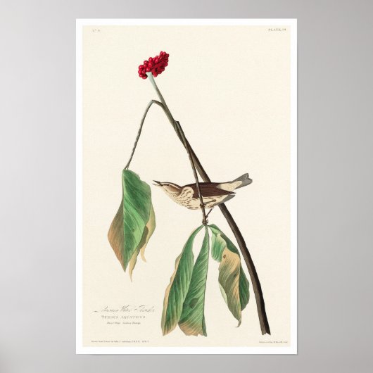 Louisiana Water Thrush van het Poster van Audubon (Voorkant)