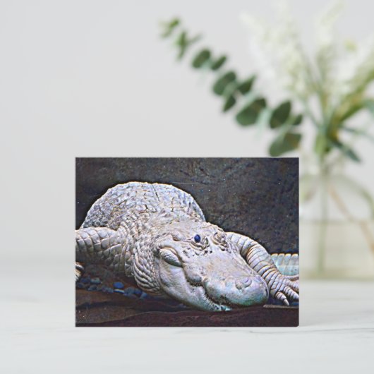 Louisiana White Alligator Briefkaart (Staand voorkant)