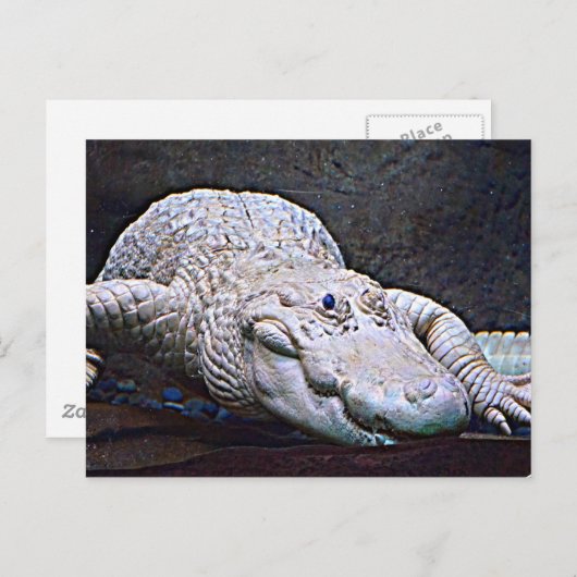 Louisiana White Alligator Briefkaart (Voorkant / Achterkant)