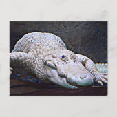 Louisiana White Alligator Briefkaart (Voorkant)