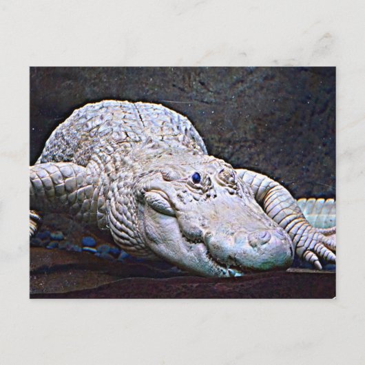 Louisiana White Alligator Briefkaart (Voorkant)