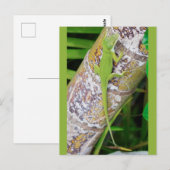 Lounge Lizard Green Gecko Briefkaart (Voorkant / Achterkant)