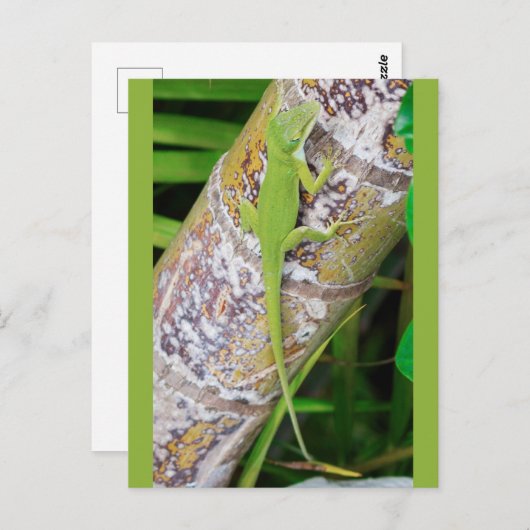 Lounge Lizard Green Gecko Briefkaart (Voorkant / Achterkant)