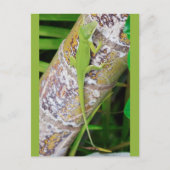 Lounge Lizard Green Gecko Briefkaart (Voorkant)