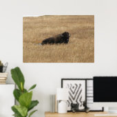 Lounging Buffalo Poster (Thuiskantoor)