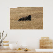 Lounging Buffalo Poster (Keuken)