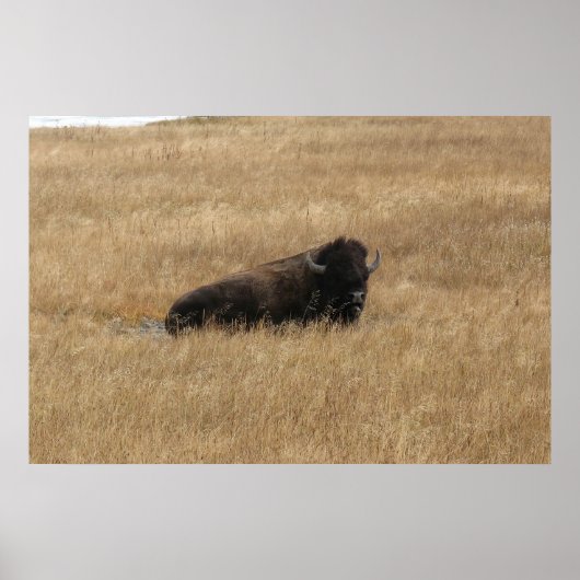 Lounging Buffalo Poster (Voorkant)