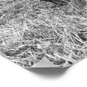 Lounging Cattle In Black and White Poster (Hoek)