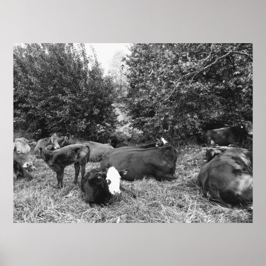 Lounging Cattle In Black and White Poster (Voorkant)