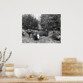 Lounging Cattle In Black and White Poster (Keuken)