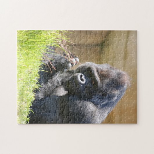 Lounging Gorilla Legpuzzel (Horizontaal)