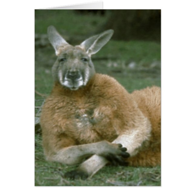 Lounging Kangaroo (Voorkant)