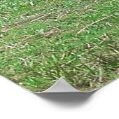 Lounging Kangoeroe Poster (Hoek)