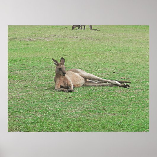 Lounging Kangoeroe Poster (Voorkant)