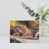Lounging Leopard Briefkaart (Staand voorkant)