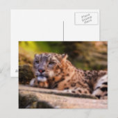 Lounging Leopard Briefkaart (Voorkant / Achterkant)