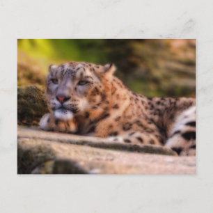 Lounging Leopard Briefkaart