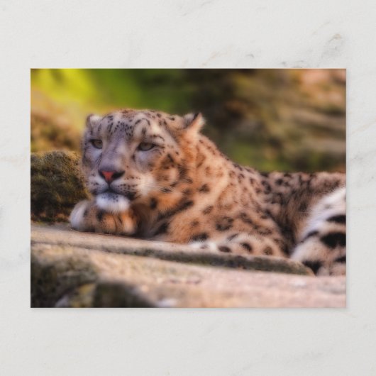 Lounging Leopard Briefkaart (Voorkant)