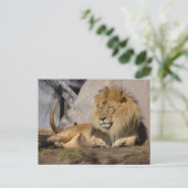 Lounging Lion Briefkaart (Staand voorkant)