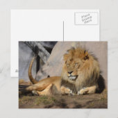 Lounging Lion Briefkaart (Voorkant / Achterkant)