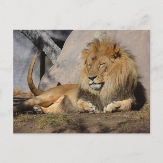 Lounging Lion Briefkaart (Voorkant)