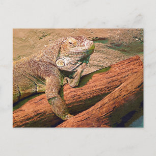 Lounging Lizard Briefkaart
