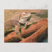 Lounging Lizard Briefkaart (Voorkant)