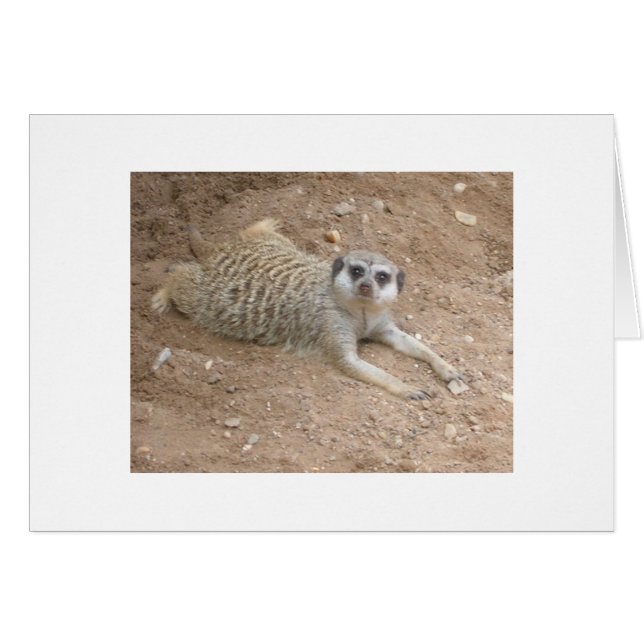 Lounging Meerkat-kaart (Voorkant Horizontaal)