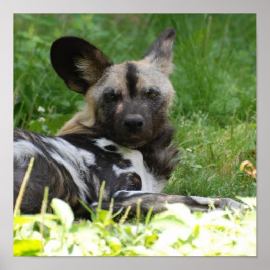 Lounging Wild Dog Poster (Voorkant)
