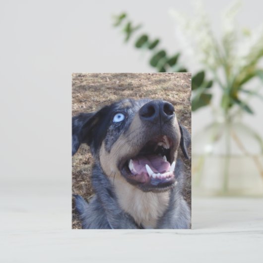Lousiana Catahoula Leopard Dog Briefkaart (Staand voorkant)