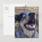 Lousiana Catahoula Leopard Dog Briefkaart (Voorkant / Achterkant)